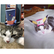 Illustration for article titled Tiny Paper Hats Are The Next Big Thing In Cat Fashion